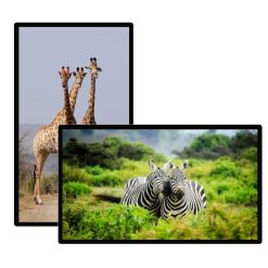 Màn hình quảng cáo Châu Âu 86 inch Professional UHD Signage Displays - LEDONE
